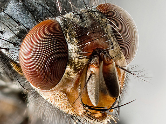 Facettenauge einer Fliege (scharfes Foto)