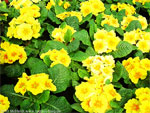 Blumen: Gelbe Primeln (Geschenk)