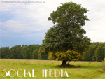 Social Media - ein starker, saftig grüner Baum