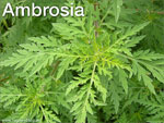 Ambrosia - Allergie-Auslöser